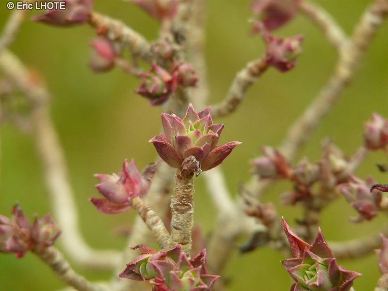  - Aeonium decorum - 
