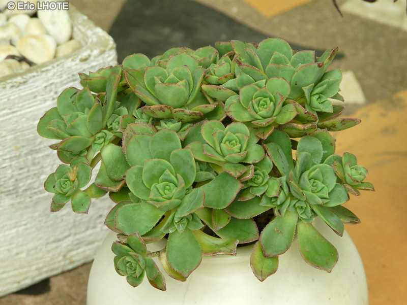Crassulaceae - Aeonium haworthii - Aeonium