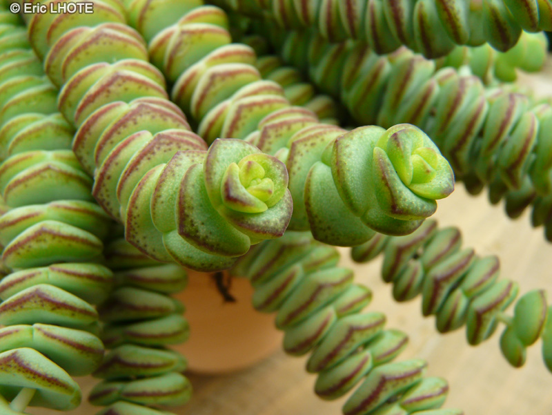  - Crassula hotentot - 