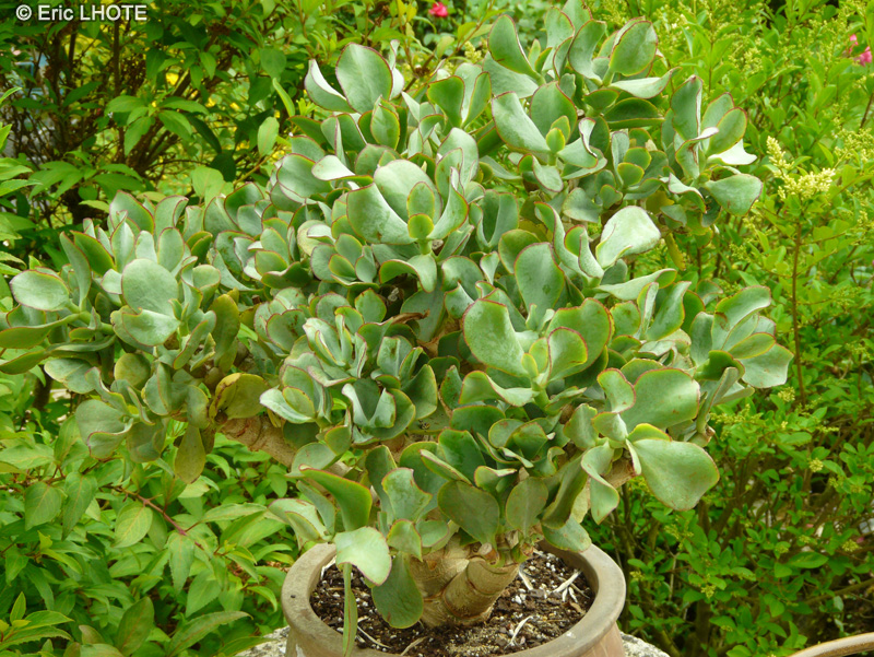 Crassulaceae - Crassula ovata Blue Bird - Arbre de Jade, Dollar d&rsquo;argent, Crassule ovale, Plante de jade, Baobab Africain