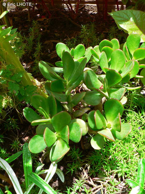  - Crassula ovata, Crassula argentea, Crassula portulacea - 