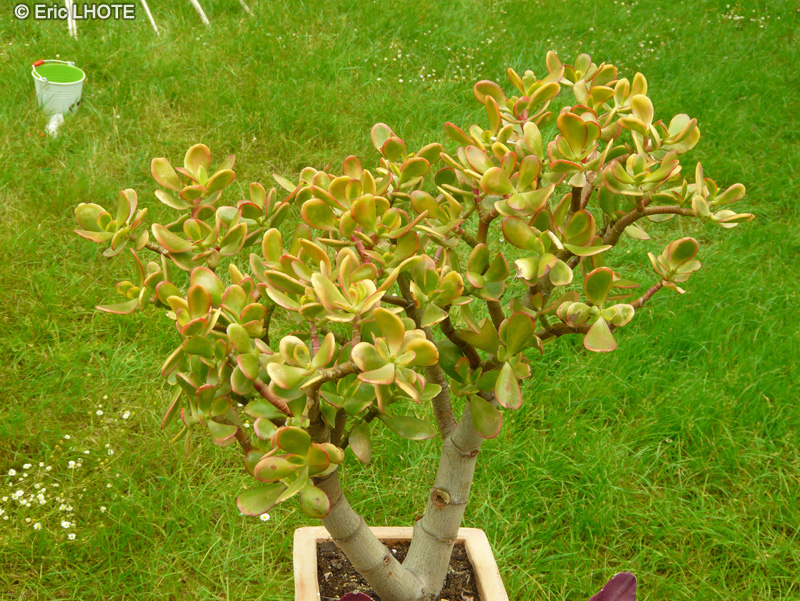  - Crassula ovata, Crassula argentea, Crassula portulacea - 