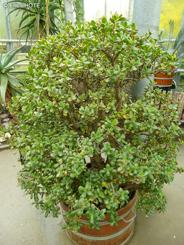  - Crassula ovata, Crassula argentea, Crassula portulacea - 