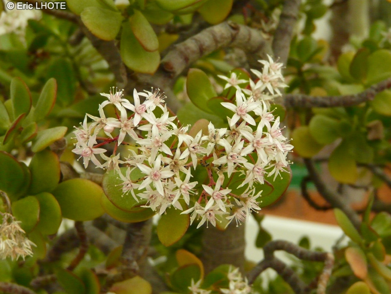  - Crassula ovata, Crassula argentea, Crassula portulacea - 