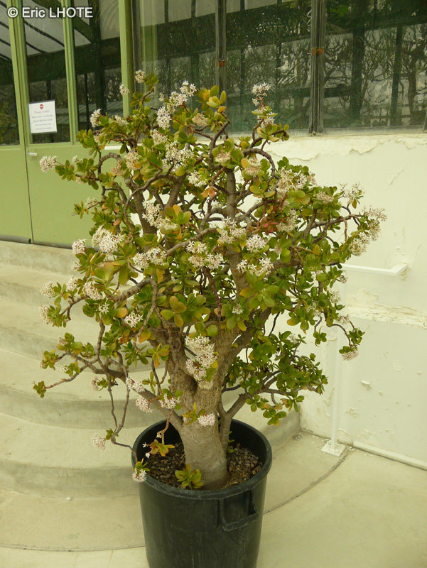  - Crassula ovata, Crassula argentea, Crassula portulacea - 