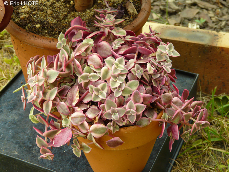 Crassulaceae - Crassula pellucida ssp. marginalis - Crassule diaphane