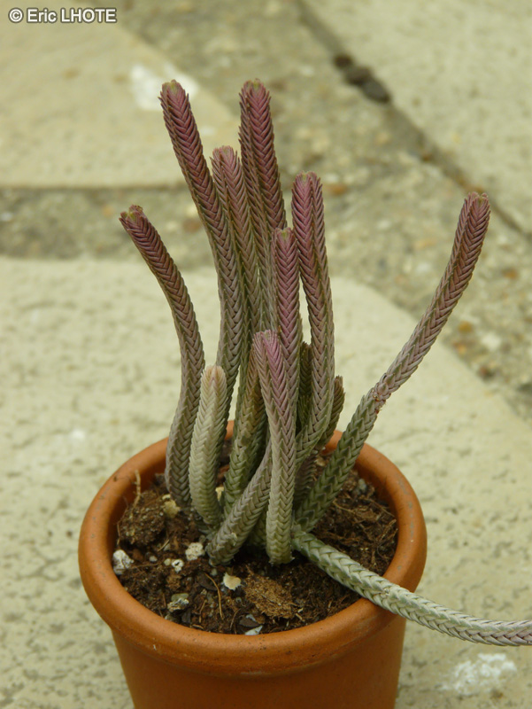 Crassulaceae - Crassula pseudolycopoides Variegata - Crassule