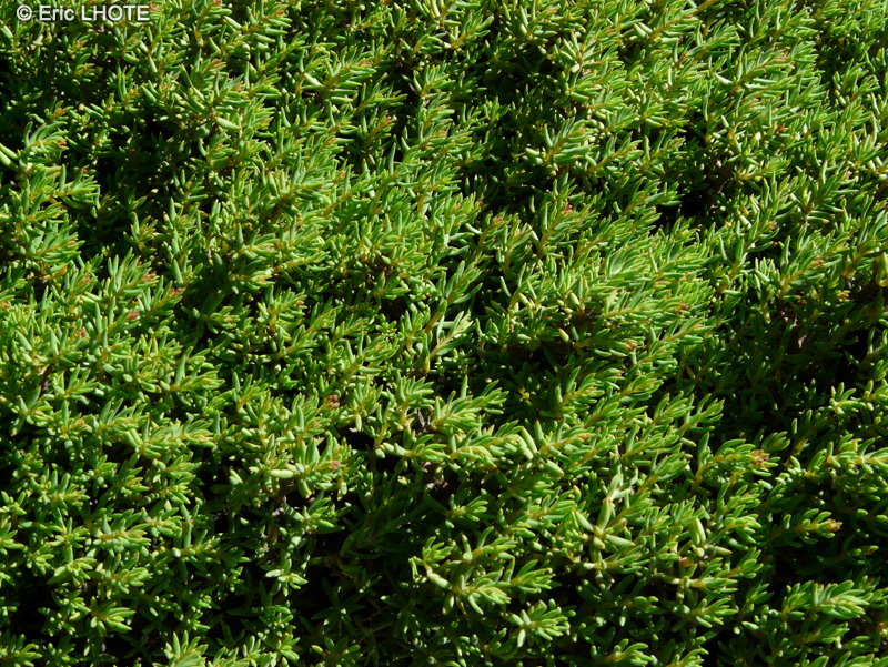  - Crassula sarcocaulis - 