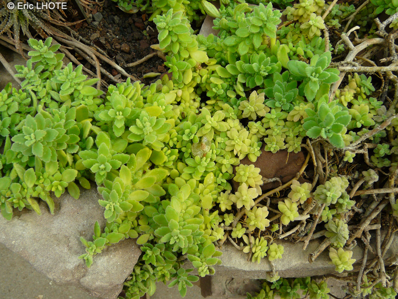 Crassulaceae - Crassula sarcocaulis - Crassule &agrave; tige &eacute;paisse