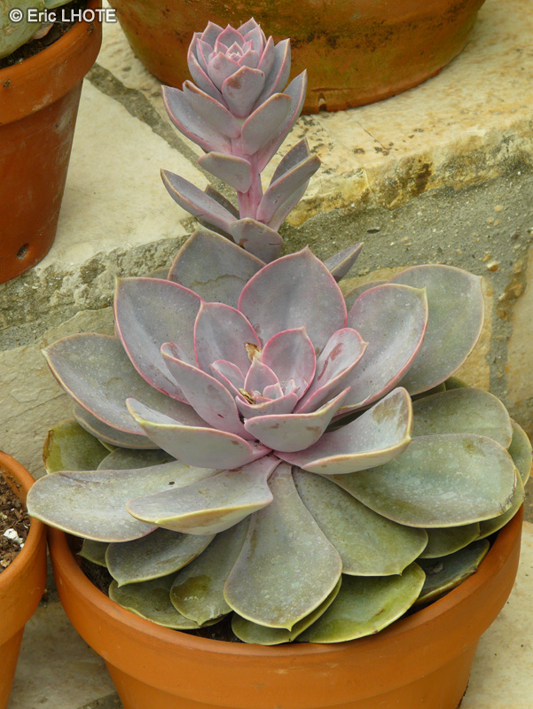  - Echeveria Perle Von Nurnber - 