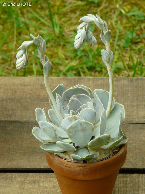  - Echeveria secunda Glauca - 