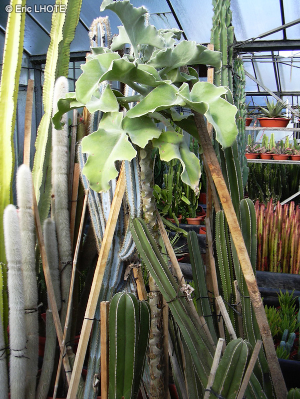  - Kalanchoe beharensis - 