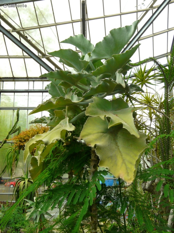  - Kalanchoe beharensis - 