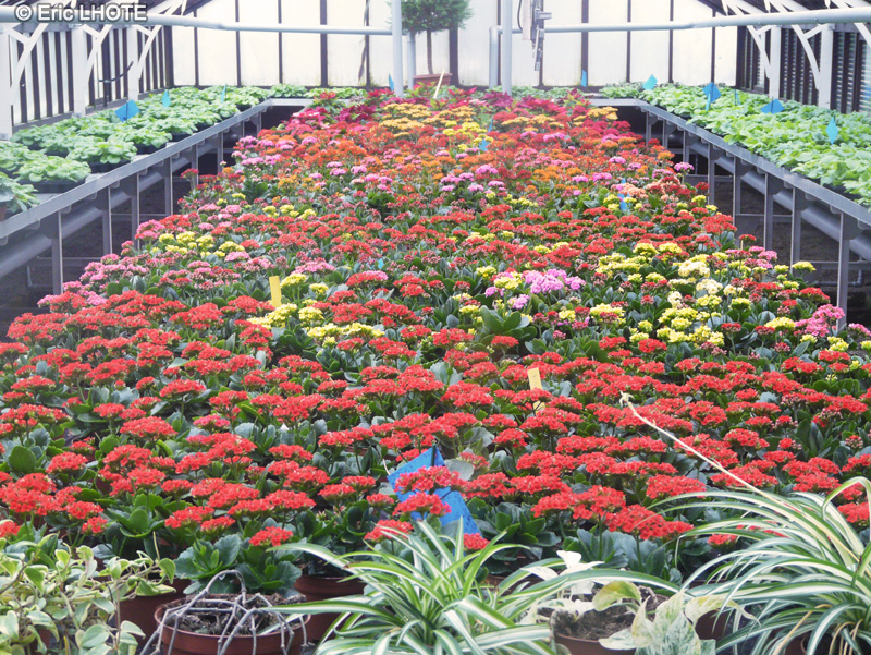 Crassulaceae - Kalanchoe blossfeldiana - Kalanchoe de Blossfeld