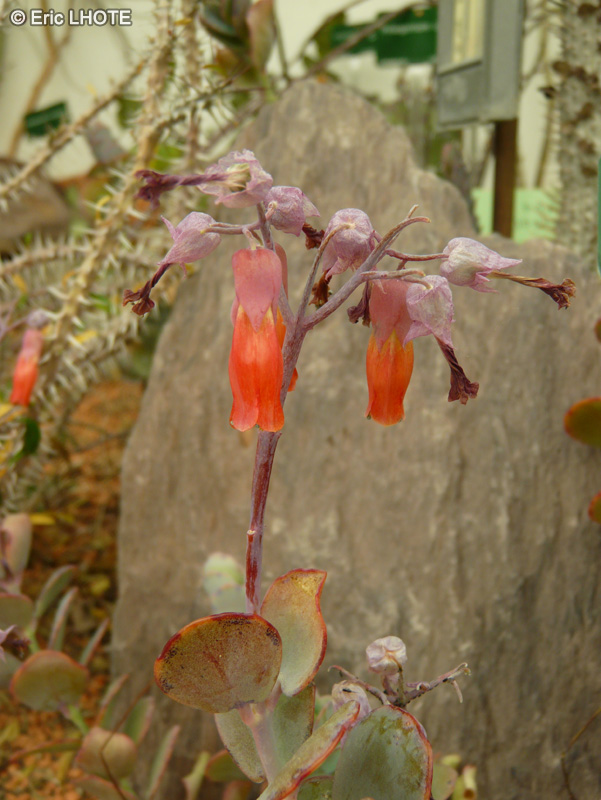  - Kalanchoe marnieriana - 