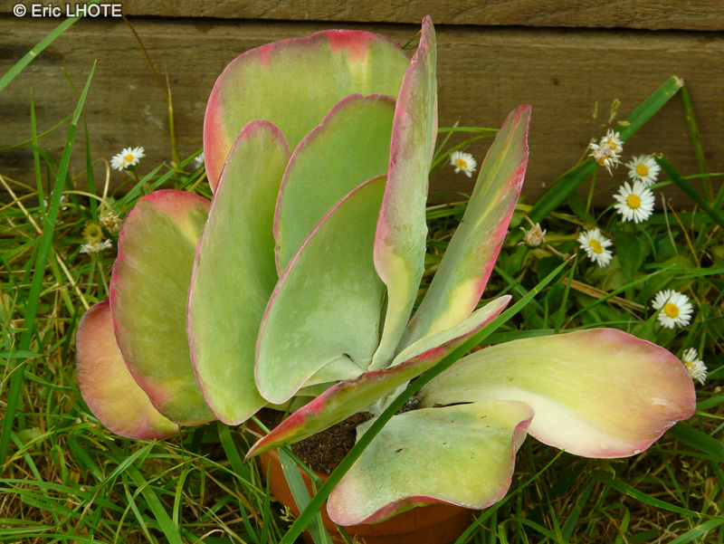  - Kalanchoe thyrsiflora Fantastic - 