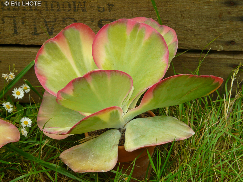 Crassulaceae - Kalanchoe thyrsiflora Fantastic - Kalanchoé de Blossfeld
