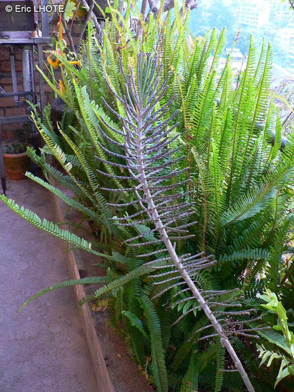  - Kalanchoe tubiflora - 