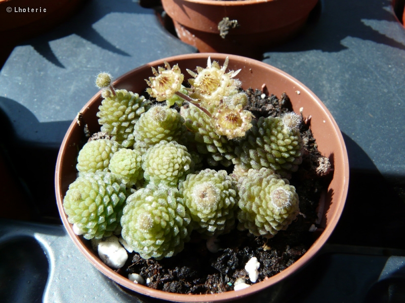 Crassulaceae - Monanthes polyphylla - Monanthes