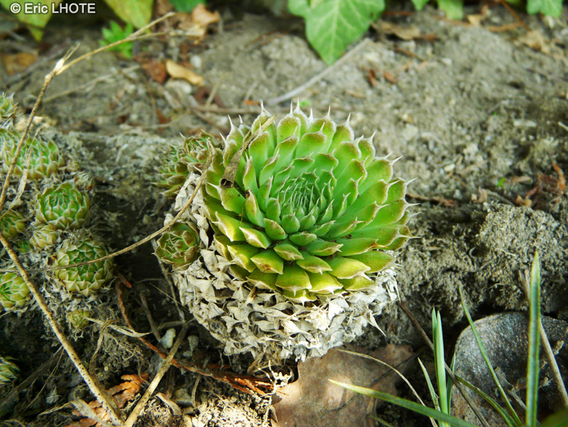 Crassulaceae - Orostachys spinosa - Umbilicus &eacute;pineux