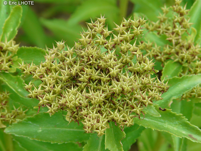  - Sedum aizoon - 