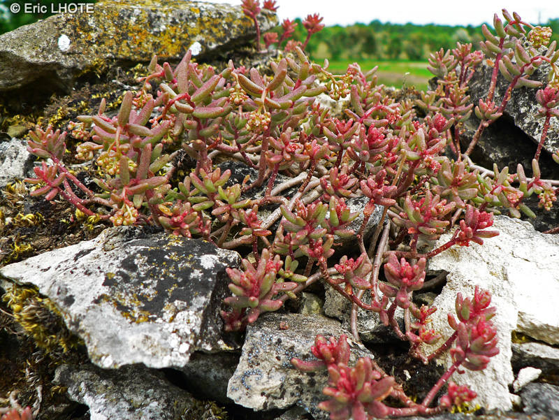  - Sedum album - 