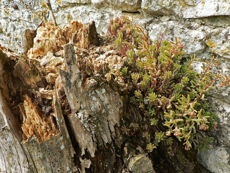  - Sedum album - 