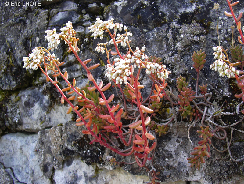 - Sedum album - 