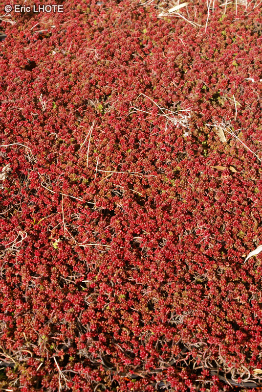  - Sedum album - 