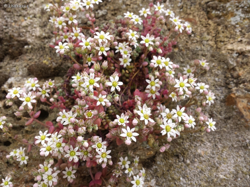 - Sedum album - 