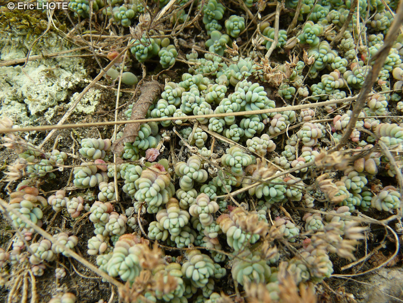  - Sedum dasyphyllum - 