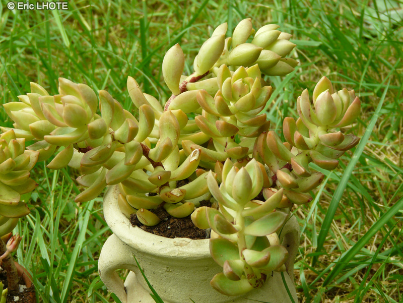  - Sedum morganianum - 