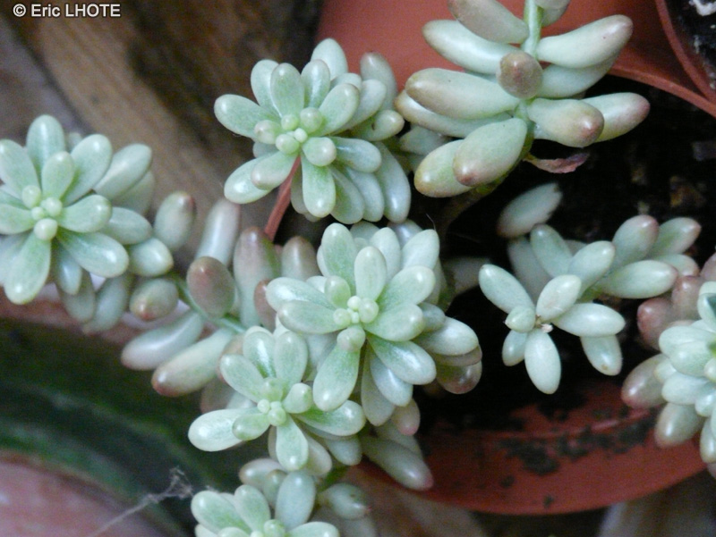 Crassulaceae - Sedum pachyphyllum - Sédum pachyphylle