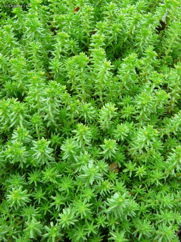 Crassulaceae - Sedum sexangulare - Orpin de Bologne, Orpin doux, Orpin à six angles