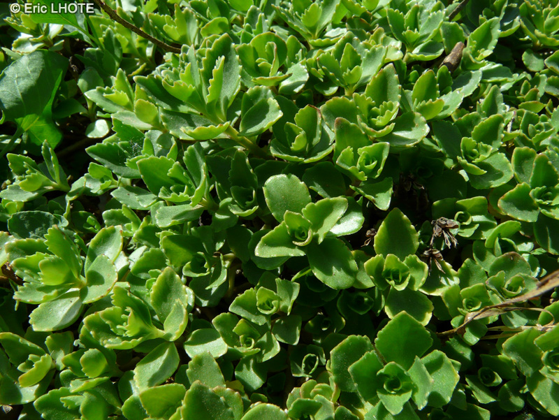  - Sedum spurium - 
