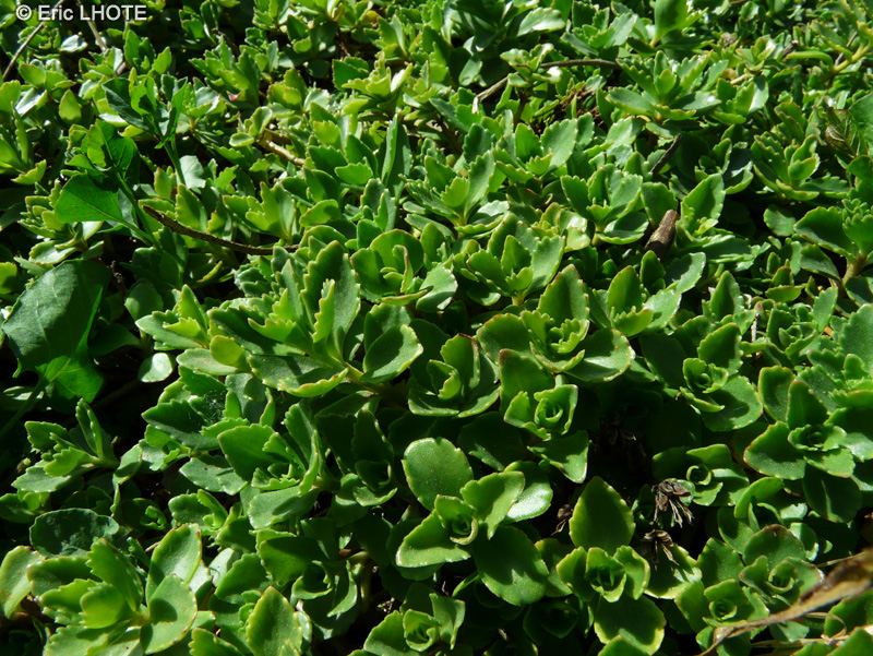  - Sedum spurium - 