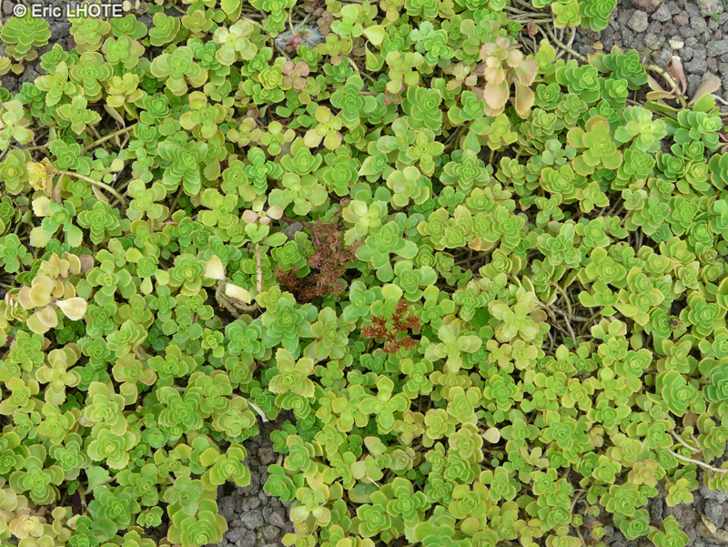  - Sedum spurium - 
