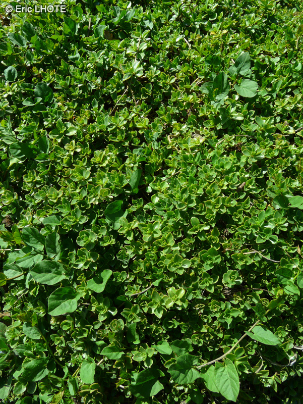 Crassulaceae - Sedum spurium - Orpin b&acirc;tard