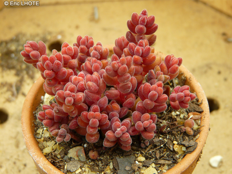 Crassulaceae - Sedum stahlii - Orpin