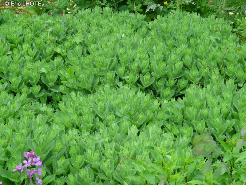  - Sedum telephium - 