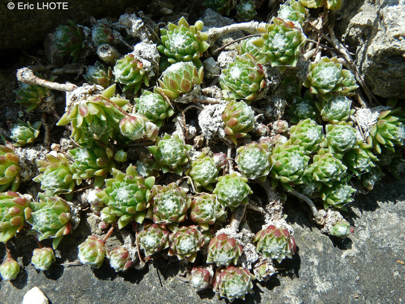  - Sempervivum arachnoideum - 