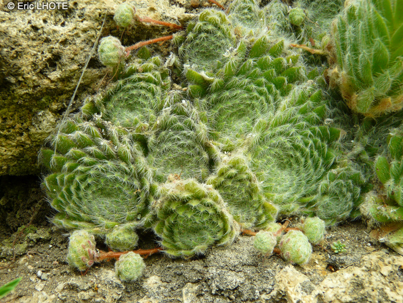  - Sempervivum ciliosum - 