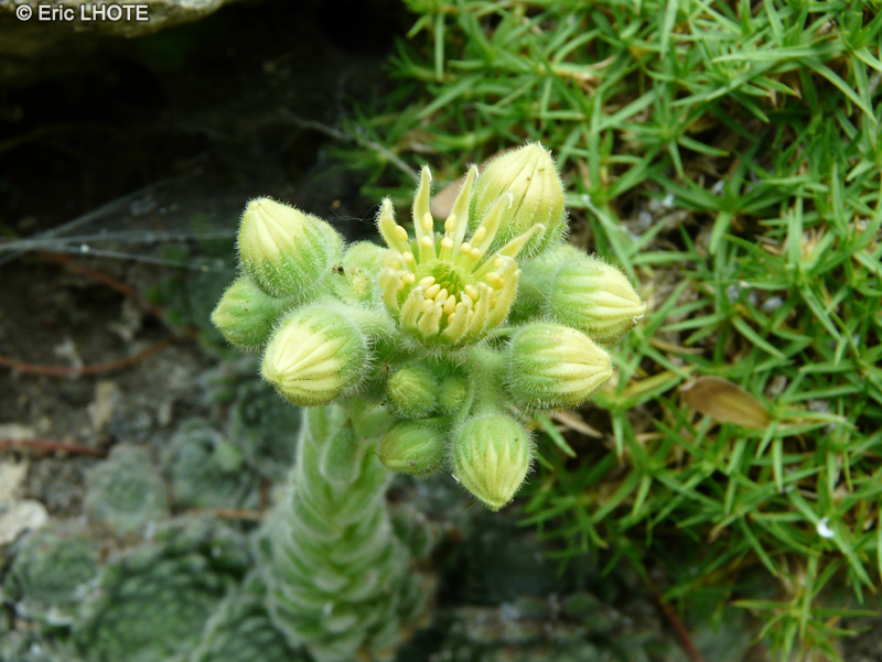  - Sempervivum ciliosum - 