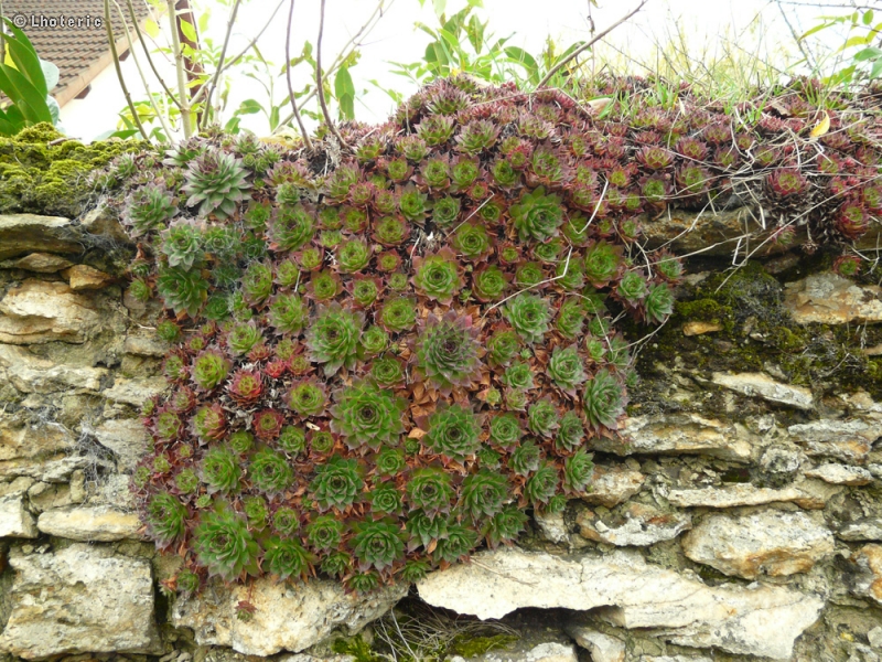  - Sempervivum tectorum - 