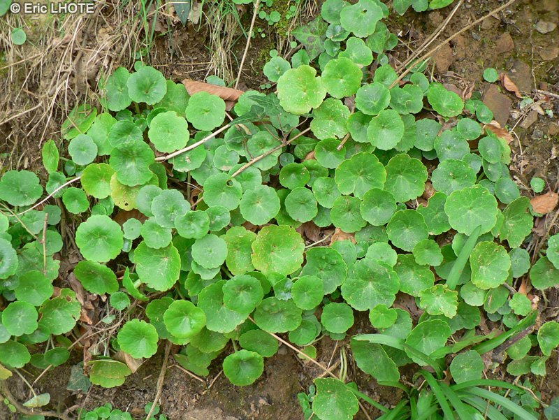  - Umbilicus rupestris - 