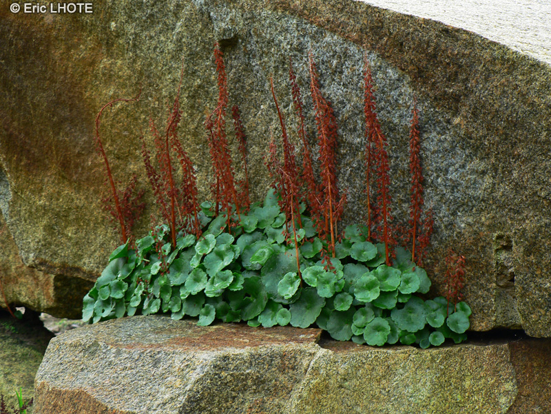 Crassulaceae - Umbilicus rupestris - Nombril de Vénus