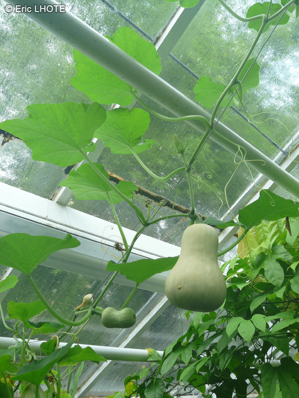  - Benincasa hispida - 