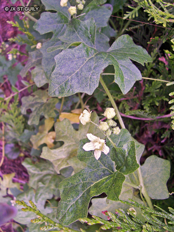 Cucurbitaceae - Bryonia cretica ssp. Dioica - Bryone dioique, Couleuvr&eacute;e, Navet du Diable, Rave de serpent, Navet galant