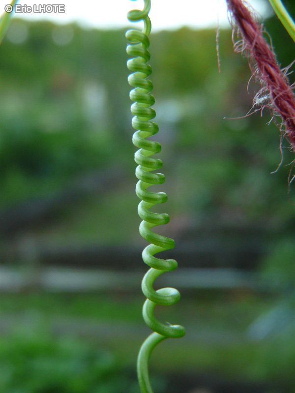  - Bryonia cretica ssp. dioica - 
