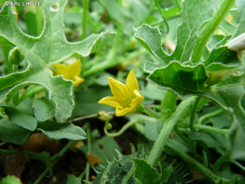  - Cucumis myriocarpus - 